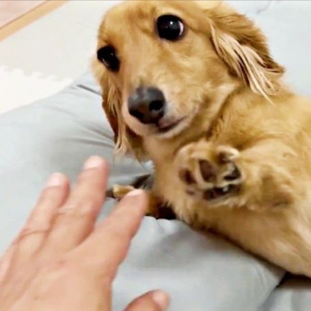 のぶパパが手を伸ばすと、ソフトタッチするCHOCOちゃん（画像提供：NOBU CHOCOさん）