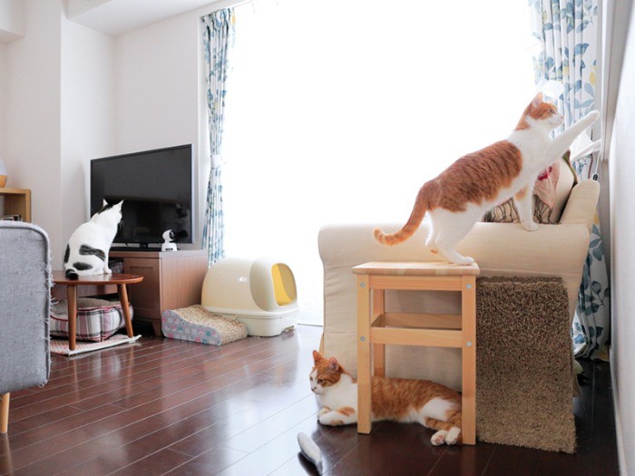 三匹三様。お気に入りの場所で。