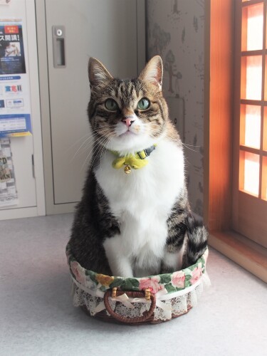 小さな籠が大好きな寅次郎。特技は診療所においてあるキャットフードの大袋をかみちぎり、2匹にふるまうこと