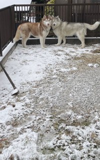 雪の日の庭に誕生したハスキー犬界の「アイドル」姉妹☆（提供：ハマジさん @xxhama2）