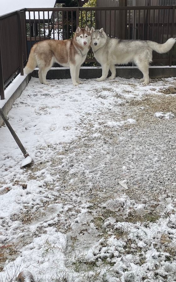 雪の日の庭に誕生したハスキー犬界の「アイドル」姉妹☆（提供：ハマジさん @xxhama2）