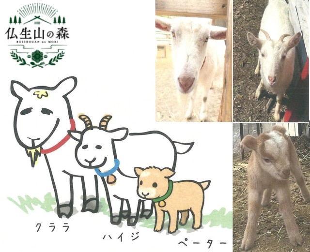癒やしと交流の場　マイクロヤギが仲間入りでヤギ3匹に　高松市・仏生山の森