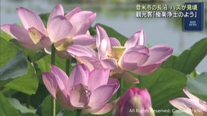 淡いピンクのハスの花が見頃を迎える　宮城・登米市の長沼