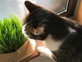 特技は大好きな家族のお出迎え　保護猫の「サラ」