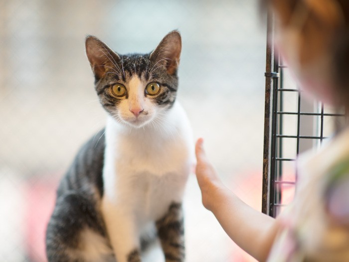 「主膳です。今日はかわいい女の子がなでてくれたよ」（小林写函撮影）