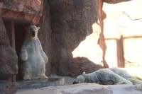 「少しも眠くないわ」な？バニラ