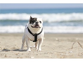 ２０１９さわやかで賞　フレブル「にこ」