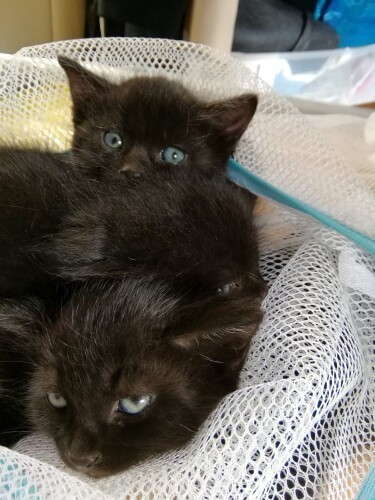 みんなまだ目が青かった　（雅子さん提供）