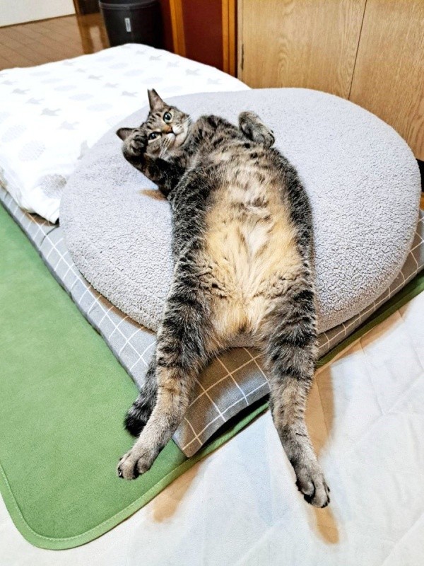 今にも落ちそう！？ 絶妙なバランス感覚で眠るちあきさん（画像提供：青い人さん）