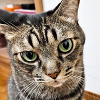 おでこに2匹のペンギンが向かい合ってるような模様があるビターくん（画像提供：ごんべさん）