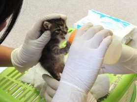 子猫・子犬守れ、求むミルク係　「殺処分ゼロ」掲げる