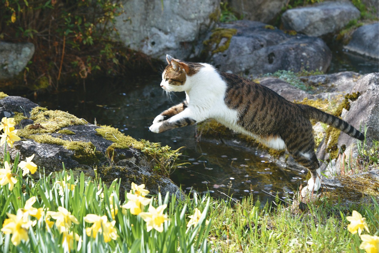 小ぶりな境内でも荘厳な雰囲気で、春にはお花があちこちに