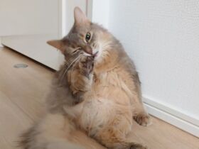 足をあむあむ　バランスを崩して後ろにコテン　笑顔を運ぶソマリ「かがり」