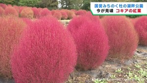 赤く染まった紅葉のコキアが見頃　宮城・みちのく杜の湖畔公園