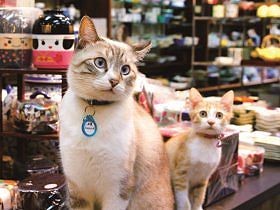 看板猫「にゃんにゃん丸」と見習い「ちゃちゃ丸」　商売繁盛