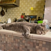 夏は冷たいタイルの上がお気に入り