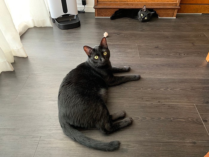 遊び疲れたゴメズとフェスター