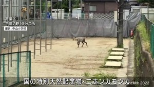 仙台・青葉区の小学校でカモシカが目撃される　ゆっくりと校庭を横切る