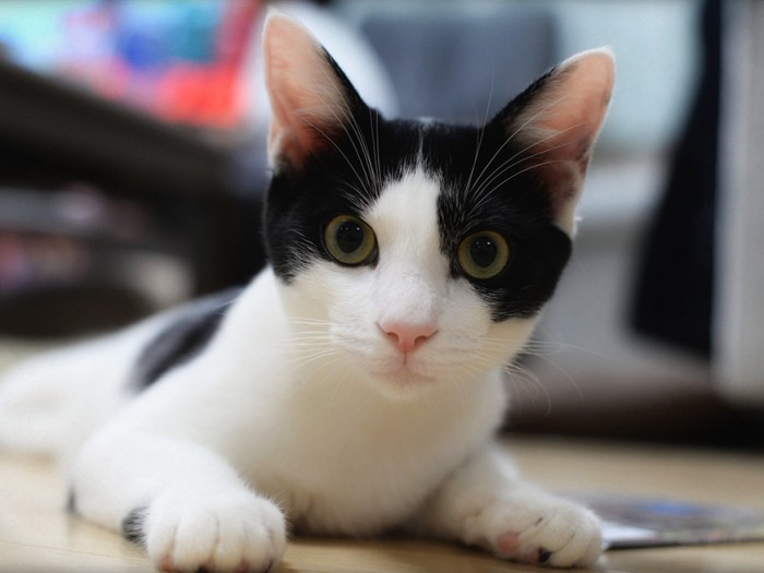 パンダのような白黒模様のパン（金子さん提供）