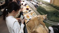 人間の食べ物には興味ないみたい