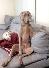 座るとき手を添えます・・・これまた人間っぽいルピくん（「ルピロア ワイマラナー」さん提供、Twitterよりキャプチャ撮影）