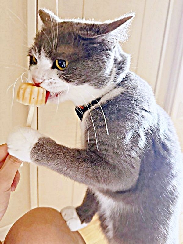 人間みたいなアイスの食べ方！猫のしらたまくんが話題