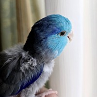 外のスズメの声を耳にしておしゃべりを楽しむルゥくん（画像提供：saekoさん）