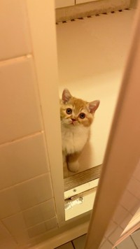 お風呂場をのぞくとんかつくん（提供写真）