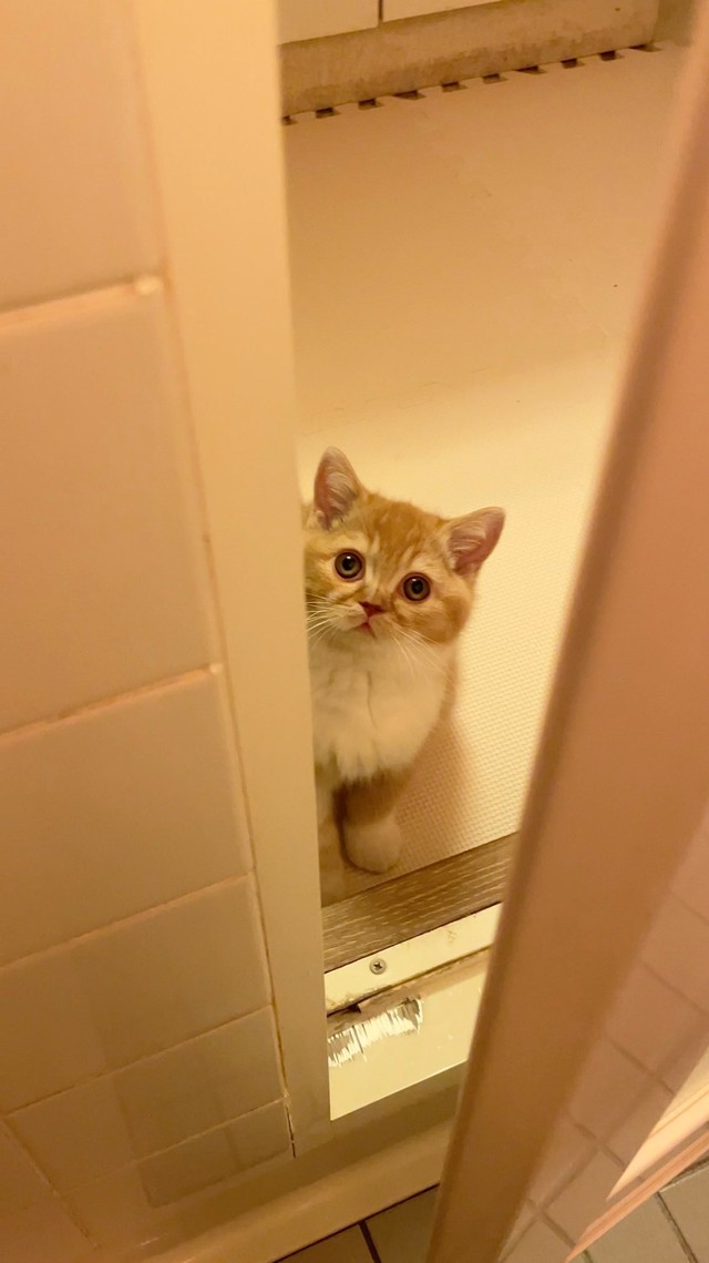 お風呂場をのぞくとんかつくん（提供写真）