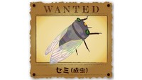 高梁川流域のセミを調べよう　「セミ診断ツール」を使った調査も　岡山・倉敷市