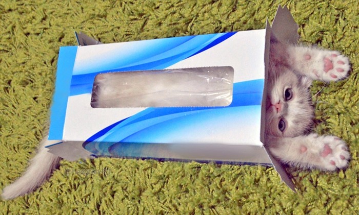 高度な箱入りへそ天（へそ天プロジェクト提供）