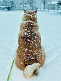 雪が積もって揚げパンのようになったハクくん（画像提供：HAKU_shiba2020さん）