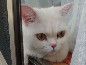 朝、目が覚めると必ず横にいるかわいい子　ミヌエットの「菊五郞」