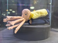 ホタルイカの体の構造を人間に置き換えると…（魚津水族館提供）
