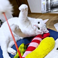 おもちゃで遊ぶぷぅくん（画像提供：masaru--menさん）