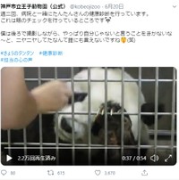 やっぱりぼくじゃないとね～なんて！彼氏冥利に尽きますよね！？＝神戸市立王子動物園公式ツイッターより