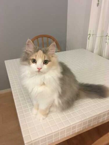 家にきたころの「ぽぽか」