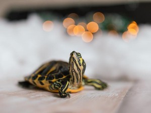 女子高生だってえびせんやチータラを食べる。私たちらしさを教えてくれた「先輩」