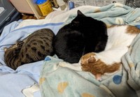 自宅で見られる、微笑ましい猫団子
