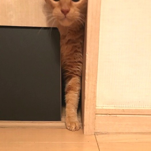 家で覚えたこと「引き戸すり抜けの術」。すき間があると…