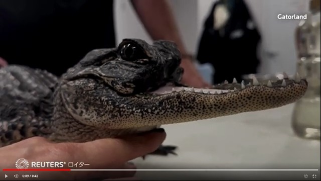 米フロリダ州にいる上顎を失ったワニ（ロイター）