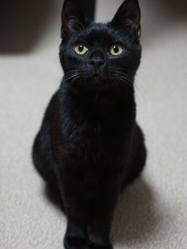 姉キャラのミクリ。たぬき顔、曲がりシッポ。おなかぽっこりなおてんばさん