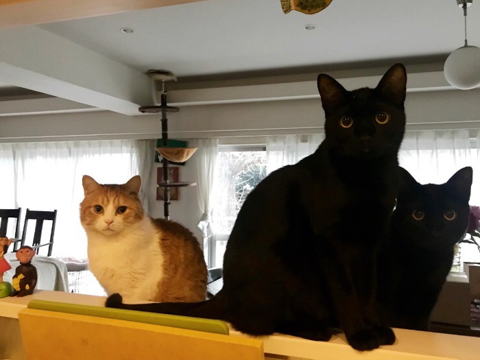 ご飯を待ち構えている3匹