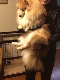 現在のえり太くん、でっかい！（「デカポメ《えり太》との日々」さん提供）