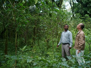 自生するコーヒーを売り出せ　エチオピアの森で日本が試み