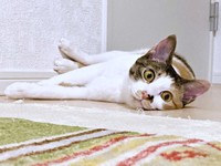 ゴローンと寝そべってくつろぐむすびちゃん（画像提供：くろとらたきびさん）