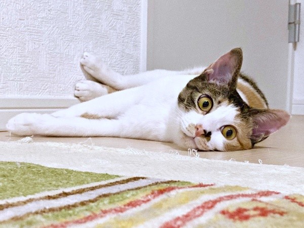 ゴローンと寝そべってくつろぐむすびちゃん（画像提供：くろとらたきびさん）