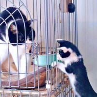 ケージ越しに先住猫と触れ合うごましおくん（画像提供：アクロスキーたっきぃ#92さん）