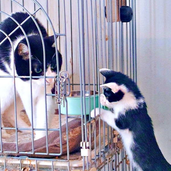 ケージ越しに先住猫と触れ合うごましおくん（画像提供：アクロスキーたっきぃ#92さん）