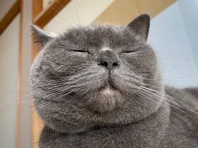 香箱座りでウトウト　おちょぼ口がかわいいブリティッシュショートヘア「ゆに」